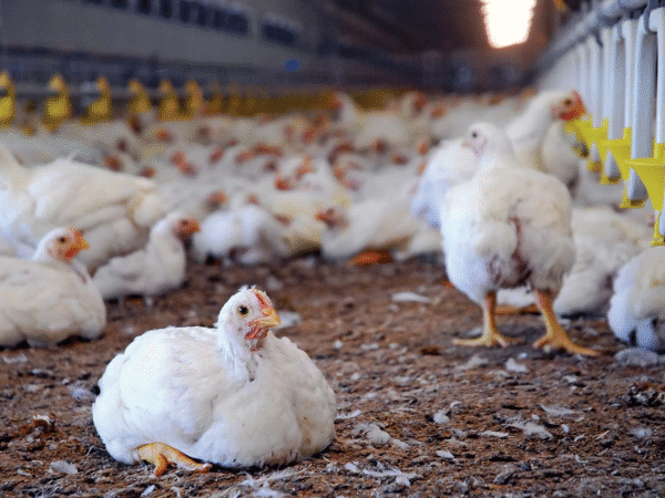 Ferme Verte - Valorisons l’Élevage Local : 5 000 Volailles pour Nourrir Haïti Autrement