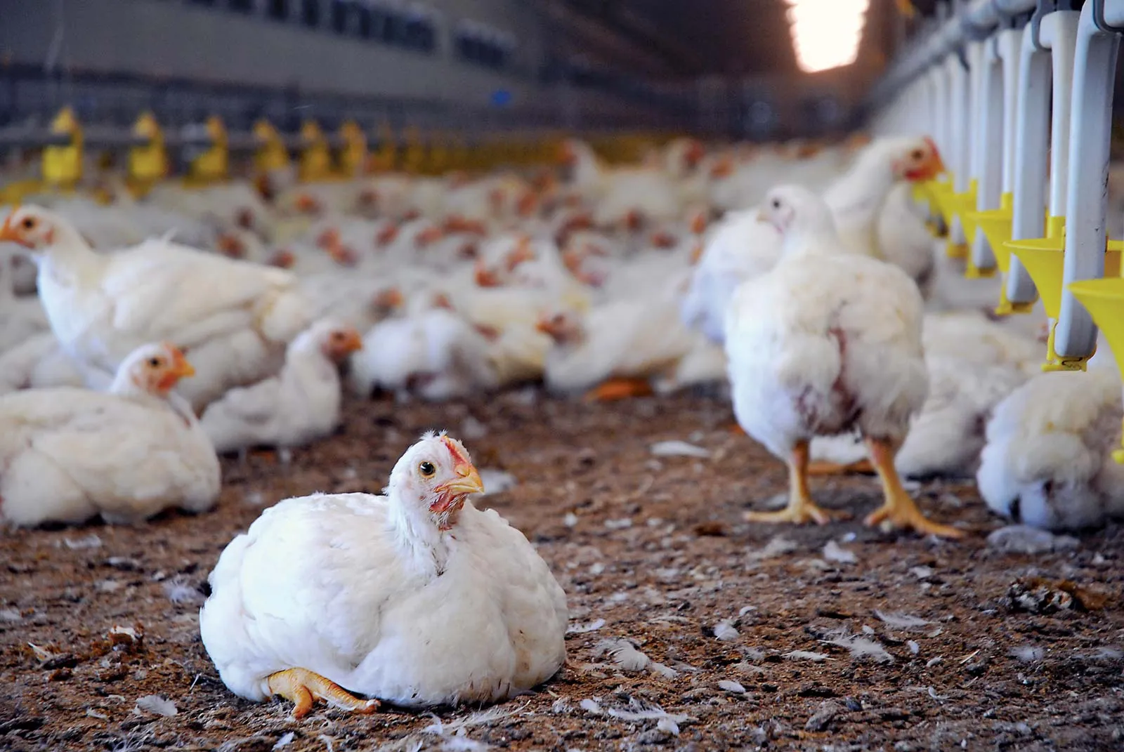 Ferme Verte – Valorisons l’Élevage Local : 5 000 Volailles pour Nourrir Haïti Autrement